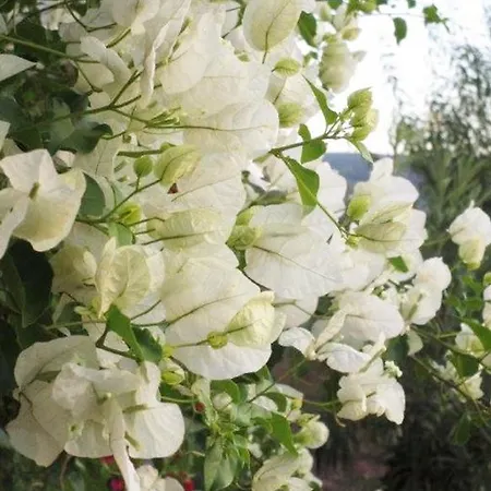 Tatil Evi Holiday Val Vigoria